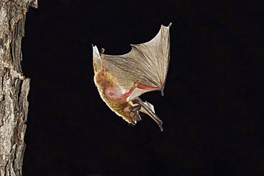 Evening Bat (Nycticeius humeralis), adult in flight leaving Day roost in tree hole, Willacy County, Rio Grande Valley, Texas, USA