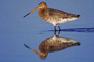 Black-tailed Godwit (Limosa limosa), adult walking in water with reflection in breeding plumage, National Park Lake Neusiedl, Burgenland, Austria, Europe