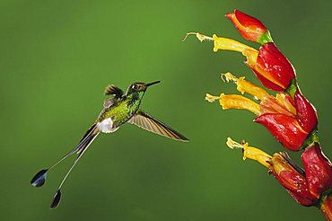 Booted Racket-tail (Ocreatus underwoodii), male in flight feeding from Ginger flower in rainforest, Mindo, Ecuador, Andes, South America