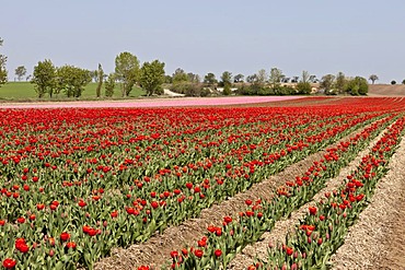 Tulip field, Tulips (Tulipa), Saxony-Anhalt, Germany, Europe