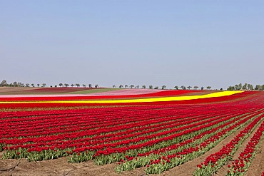 Tulip field, Tulips (Tulipa), Saxony-Anhalt, Germany, Europe