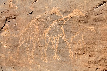 Giraffe engraving, neolithic rockart of the Acacus Mountains or Tadrart Acacus range, Tassili n'Ajjer National Park, Unesco World Heritage Site, Algeria, Sahara, North Africa