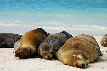 Galapagos Sea Lions (Zalophus wollebaeki), huddled together, Hood Island, Galapagos Islands, Ecuador, South America