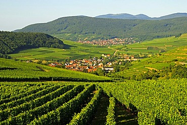 Wine village of Westhalten in the Vallee Noble along the Alsace Wine Road and Route des Vins d'Alsace, Upper Rhine, Alsace, France, Europe