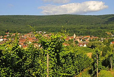 Wine village of Orschwihr along the Alsace Wine Road and Route des Vins d'Alsace, Upper Rhine, Alsace, France, Europe