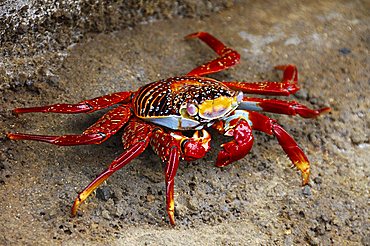 Sally Lightfoot Crab (Grapsus grapsus), Galapagos Islands, Ecuador, South America