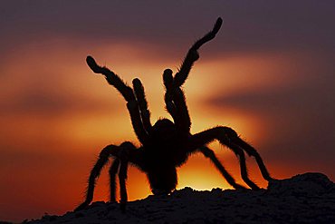 Texas Brown Tarantula (Aphonopelma hentzi), adult at sunset in defense posture, Sinton, Corpus Christi, Texas, USA