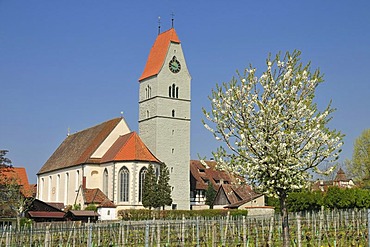 St. John the Baptist, catholic church, Hagnau on Lake Constance, Baden-Wuerttemberg, Germany, Europe