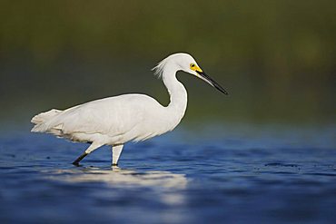 Snowy Egret (Egretta thula), adult walking in lake, Sinton, Corpus Christi, Texas, USA