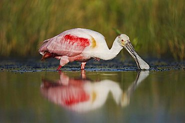 Roseate Spoonbill (Ajaia ajaja), adult male feeding in wetland with reflection, Sinton, Corpus Christi, Texas Coast, USA