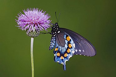 Pipevine Swallowtail (Battus philenor), adult feeding on texas thistle, Sinton, Corpus Christi, Texas, USA