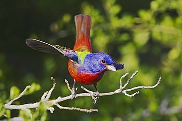 Painted Bunting (Passerina ciris), adult singing, Sinton, Corpus Christi, Texas, USA