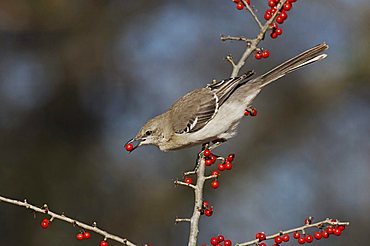 Northern Mockingbird (Mimus polyglottos), adult eating Possum Haw Holly (Ilex decidua) berries, Bandera, Hill Country, Texas, USA