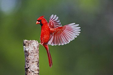 Northern Cardinal (Cardinalis cardinalis), male landing, Sinton, Corpus Christi, Texas, USA