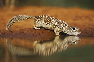 Mexican Ground Squirrel (Spermophilus mexicanus), adult drinking from pond, Starr County, Rio Grande Valley, Texas, USA