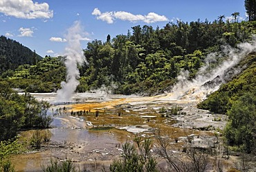 Artists Palette, Orakei Korako Cave and Thermal Park, Hidden Valley, Taopo-Rotorua, North Island, New Zealand