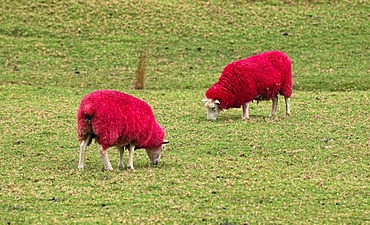 Sheep, died red for promotional purposes, eye-catcher by the roadside, Sheep World Farm and Nature Park, Warkworth, Highway 1, North Island, New Zealand