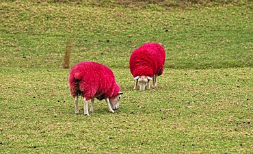 Sheep dyed red for promotional purposes, eye catcher at the roadside, Sheep World Farm and Nature Park, Highway 1, Warkworth, North Island, New Zealand