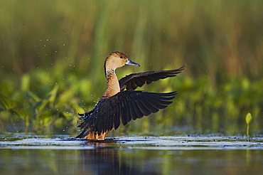 Fulvous Whistling-Duck (Dendrocygna bicolor), adult flapping wings in wetland, Sinton, Corpus Christi, Texas Coast, USA