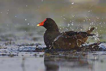 Common Moorhen (Gallinula chloropus), adult bathing, Sinton, Corpus Christi, Texas, USA