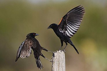 Bronzed Cowbird (Molothrus aeneus) and Red-winged Blackbird (Agelaius phoeniceus), males fighting, Sinton, Corpus Christi, Coastal Bend, South Texas, USA