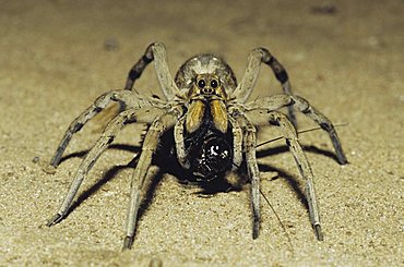 Wolf Spider (Lycosidae), adult with cricket prey in desert, Starr County, Rio Grande Valley, Texas, USA