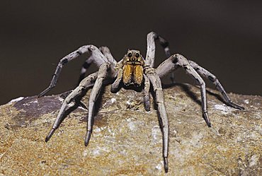 Wolf Spider (Lycosidae), adult perched on rock, Starr County, Rio Grande Valley, Texas, USA