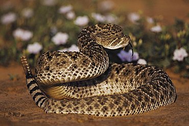 Western Diamondback Rattlesnake (Crotalus atrox), adult in defense pose among flowers in desert, Starr County, Rio Grande Valley, Texas, USA