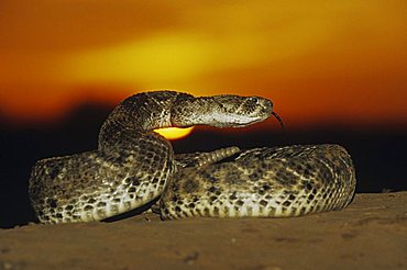 Western Diamondback Rattlesnake (Crotalus atrox), adult in defense pose at sunset in desert, Starr County, Rio Grande Valley, Texas, USA