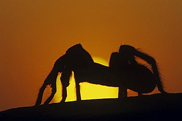 Texas Brown Tarantula (Aphonopelma hentzi), adult silhouetted at sunset, Rio Grande Valley, Texas, USA