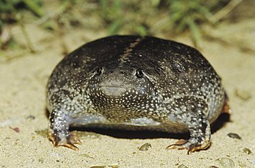 Mexican Burrowing Toad (Rhinophrynus dorsalis), adult bloated as defense, Starr County, Rio Grande Valley, Texas, USA