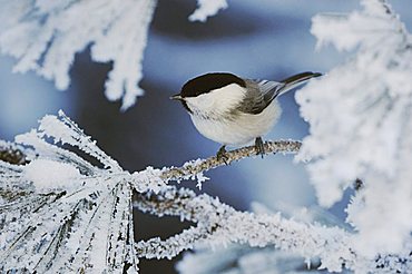 Willow Tit (Parus montanus), adult on frost covered Swiss Stone Pine (Pinus cembra) at minus 15 degrees Celsius, St. Moritz, Grisson, Alps, Switzerland, Europe