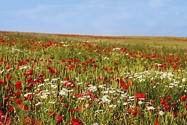 Red poppies (Papaver rhoeas) and marguerites (Leucanthemum vulgare), Limburg, Hesse, Germany, Europe