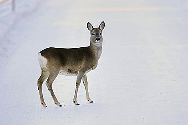 Roe Deer (Capreolus capreolus), adult in snow, St. Moritz, Grisson, Alps, Switzerland, Europe