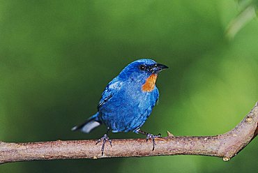 Orangequit (Euneornis campestris), male on branch, Rocklands, Montego Bay, Jamaica, Caribbean Sea