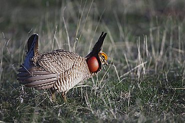 Lesser Prairie-Chicken (Tympanuchus pallidicinctus), male displaying in prairie, vocal sac inflated, Canadian, Panhandle, Texas, USA