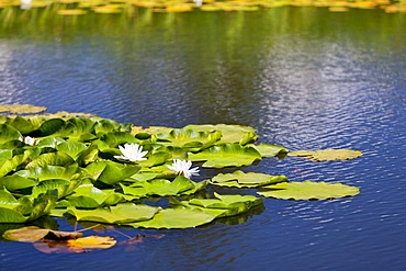 Waterlilies (Nymphaea) on a mountain lake