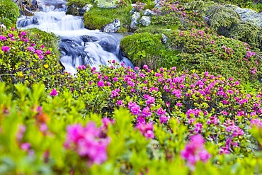 Alpenroses or Snow-roses (Rhododendron ferrugineum), seen while climbing Hoher Dieb or Gran Ladro Mountain, Ultimo, Val d'Ultimo, Alto Adige, Italy, Europe