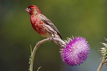 House Finch (Carpodacus mexicanus), adult male on thistle, Hill Country, Texas, USA