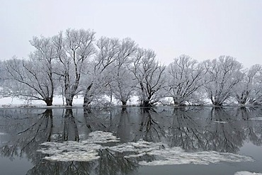 Eder River with icy Alder trees, Guxhagen, North Hesse, Germany, Europe