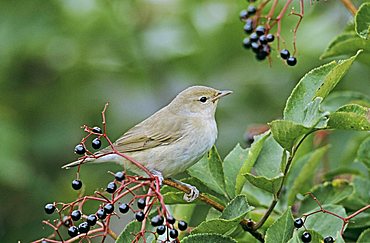 Garden Warbler (Sylvia borin), adult eating on Common Elderberry (Sambucus nigra), Oberaegeri, Zug, Switzerland