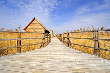 Federseesteg footbridge in the marsh with shelter and observation tower, Bad Buchau, Landkreis Biberach district, Baden-Wuerttemberg, Germany, Europe