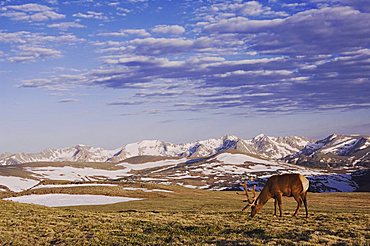 Elk, Wapiti (Cervus elaphus), bull grazing on alpine tundra, Rocky Mountain National Park, Colorado, USA