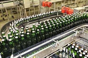 Beer bottles being filled on a conveyor belt, Binding brewery, Frankfurt, Hesse, Germany, Europe