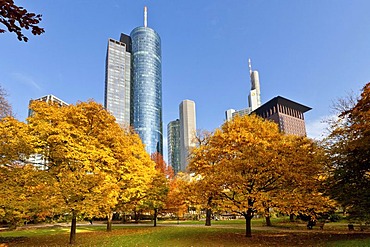 ECB, European Central Bank, Helaba Hessische Landesbank, Commerzbank Tower and Japan Tower in autumn, Frankfurt am Main, Hesse, Germany, Europe