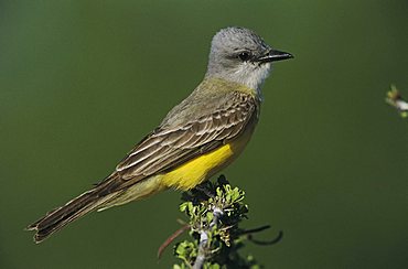 Couch's Kingbird (Tyrannus couchii), adult perched, Starr County, Rio Grande Valley, South Texas, USA