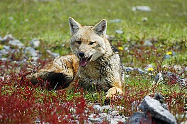 Patagonian Grey Fox, Torres del Paine National Park Patagonia, Chile