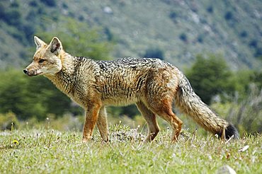 Patagonian Grey Fox, Torres del Paine National Park Patagonia, Chile