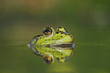 Bullfrog (Rana catesbeiana), adult in lake, Refugio, Coastal Bend, Texas Coast, USA