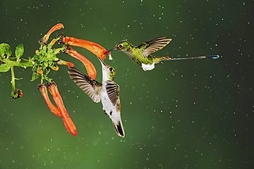 Booted Racket-tail (Ocreatus underwoodii) and Andean Emerald (Amazilia franciae), two males feeding on flower during rain in cloud forest rainforest, Mindo, Ecuador, Andes, South America